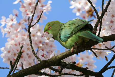 Rose-ringed parakeet close up background.