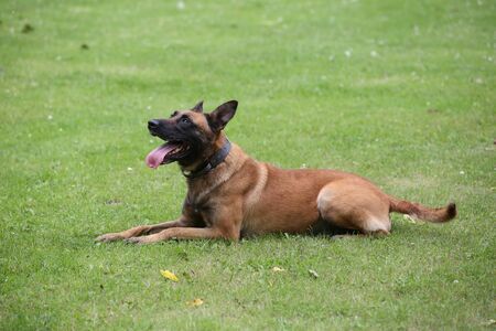 belgian shepherd close up.の写真素材