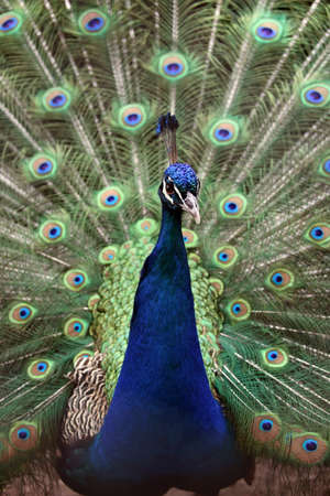 Peacock close up background.の写真素材