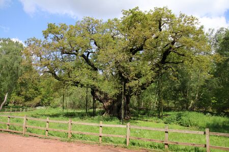 Sherwood forestの写真素材