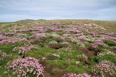 Skomer Islandの写真素材