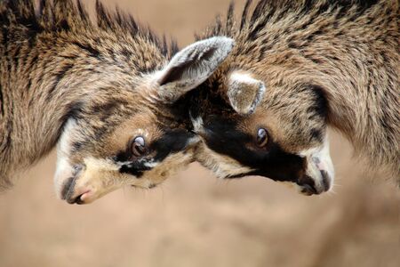 Goatsの写真素材