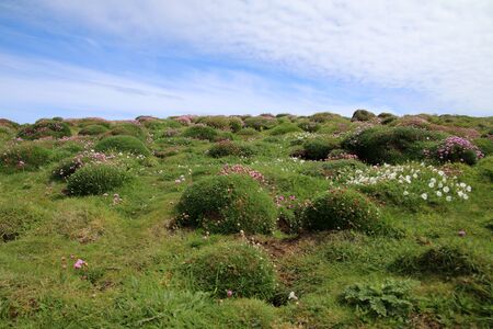 Skomer Islandの写真素材