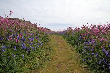 Skomer Islandの写真素材