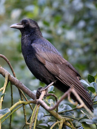 Crow