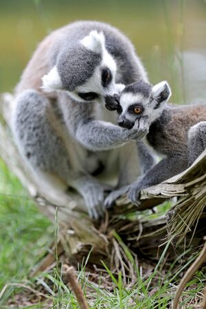 Ring-Tailed lemurの写真素材