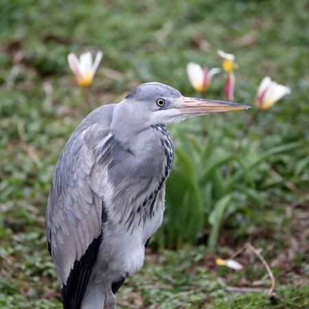 Blue Heronの写真素材