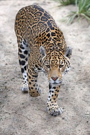 Jaguarの写真素材