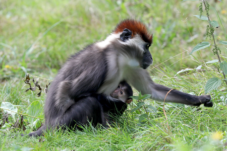 Mangabey with baby