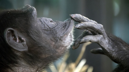 Chimpanzee