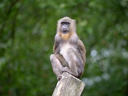 Mandrill