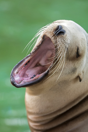 Californian Sea Lionの写真素材