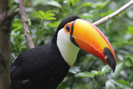 Tucan birdの写真素材