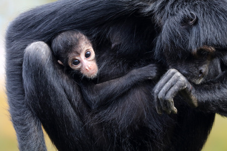 Spider monkeys