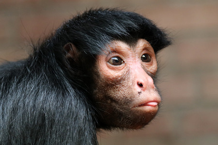 Red-faced spider monkey