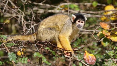 Squirrel monkey with autumn colored background