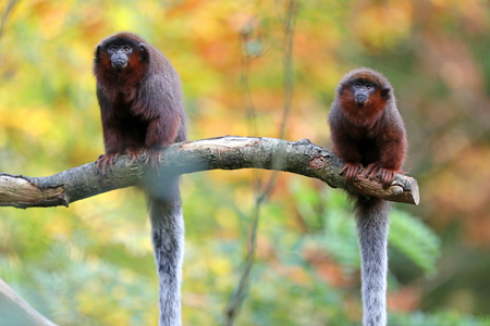 Red titi portraitの写真素材