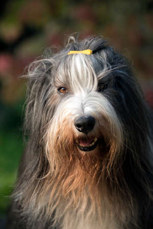 Bearded Collieの写真素材