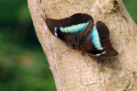 Blue king shoemakerの写真素材