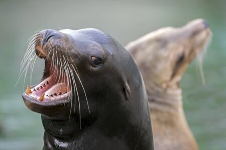 Californian sea lionの写真素材