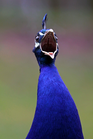Peacockの写真素材