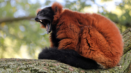 Red-ruffed lemur  in closeup shotの写真素材
