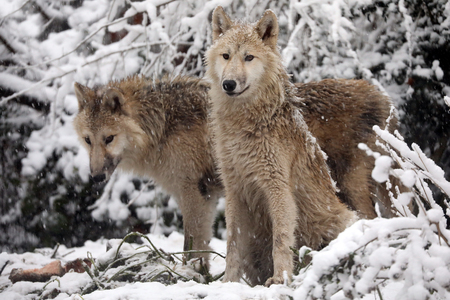 Hudson Bay Wolf