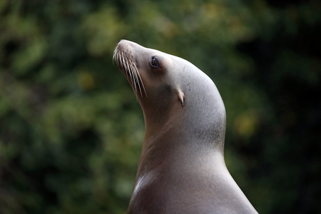 Sea-lion close-up portraitの写真素材