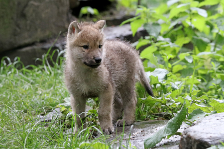 Hudson Bay Wolf