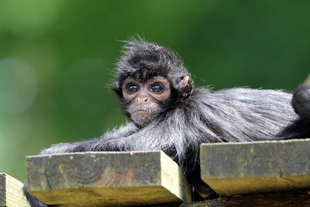 Black spider monkeyの写真素材