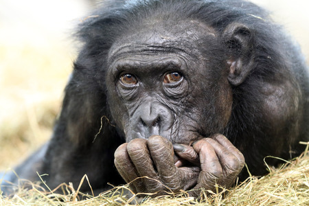 Aorable Bonobo portaitの写真素材