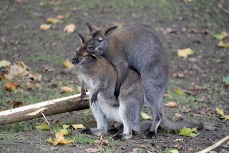 Mating Bennet's Wallabiesの写真素材