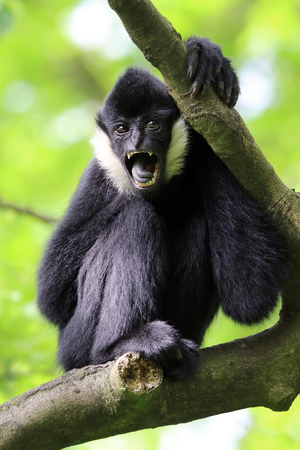Yellow cheeked gibbon