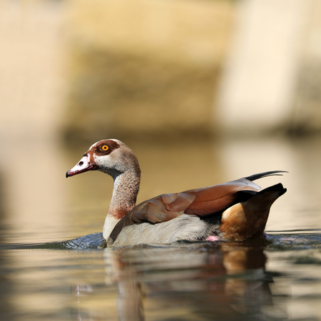 Egyptian Goose in the waterの写真素材