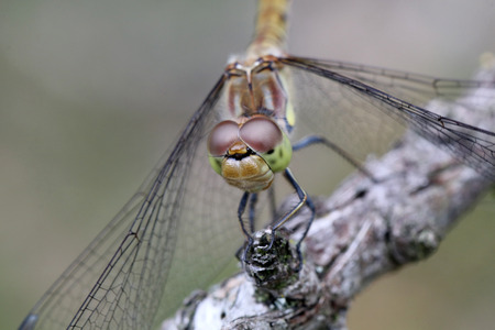 SYMPETRUM SANGUINEUM close-up