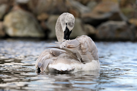 Trumpeter Swanの写真素材