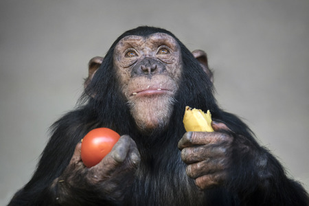 Young chimpanzee eating banana and tomatoの写真素材