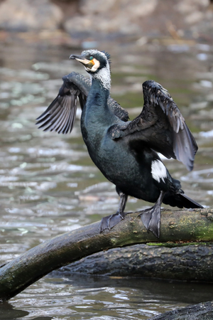 Great Cormorantの写真素材