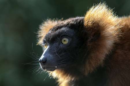 Red ruffed lemur