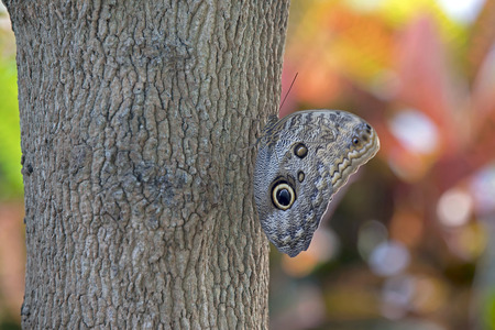 owl butterfly close-upの写真素材