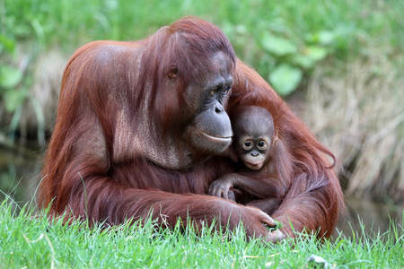 Orangutan mother with babyの写真素材