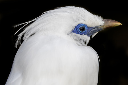 Bali myna birdの写真素材
