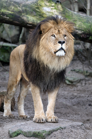 Lion closeup photo