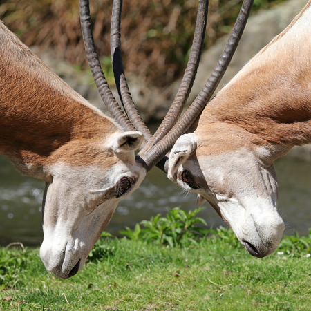 scimitar horned oryxの写真素材