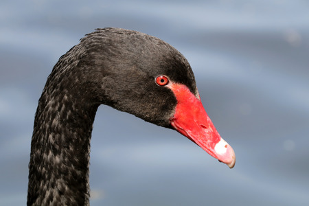 Black swan portraitの写真素材