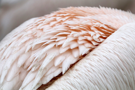 Pink Pelican detailの写真素材
