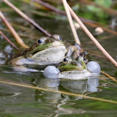 True frog in pondの写真素材