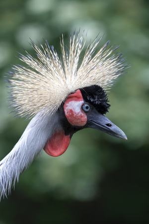 Grey crowned craneの写真素材