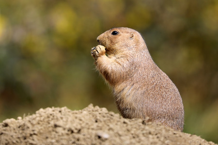 Black-tailed prairie dog