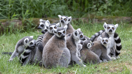 Ring Tailed lemursの写真素材